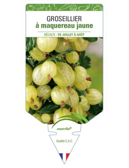 GROSEILLIER À MAQUEREAU JAUNE