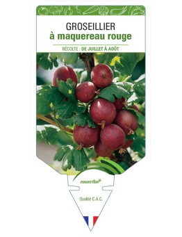 GROSEILLIER À MAQUEREAU ROUGE