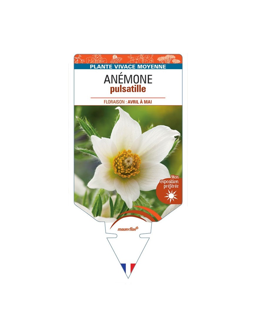 ANEMONE PULSATILLE (blanc) *