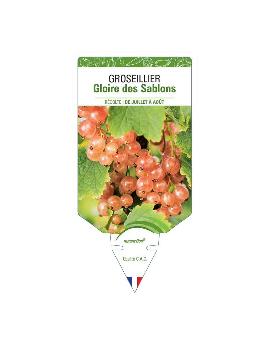 GROSEILLIER GLOIRE DES SABLONS