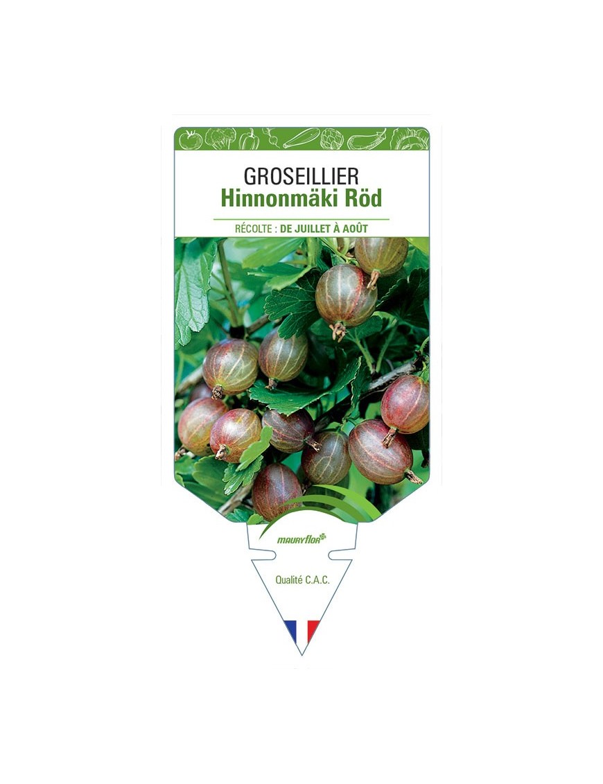 GROSEILLIER HINNONMÄKI RÖD