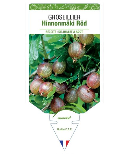 GROSEILLIER HINNONMÄKI RÖD