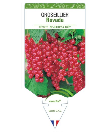 GROSEILLIER ROVADA