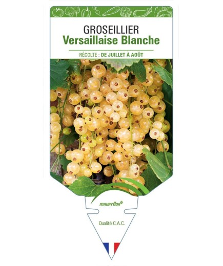 GROSEILLIER VERSAILLAISE BLANCHE