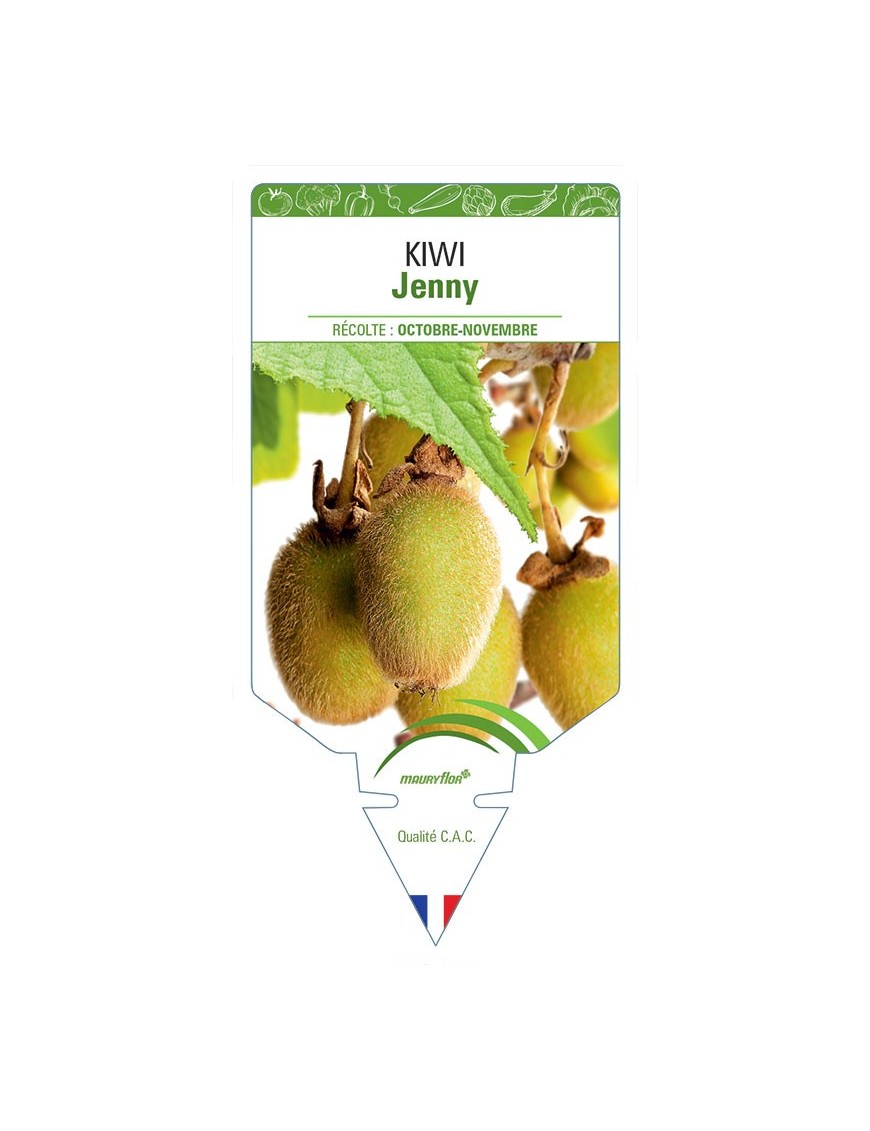 KIWI JENNY