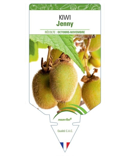 KIWI JENNY