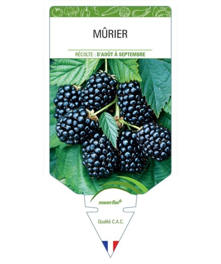 MÛRIER