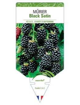 MÛRIER BLACK SATIN