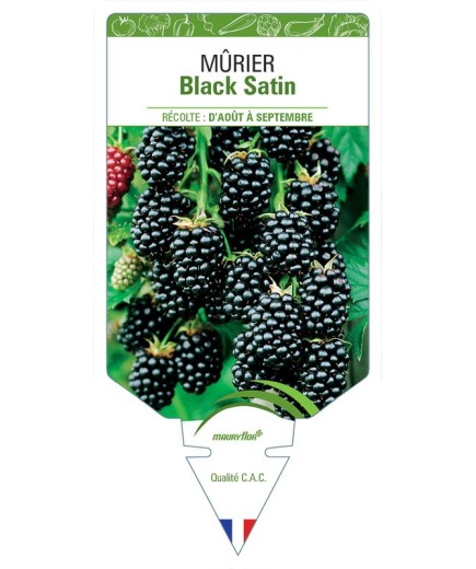 MÛRIER BLACK SATIN