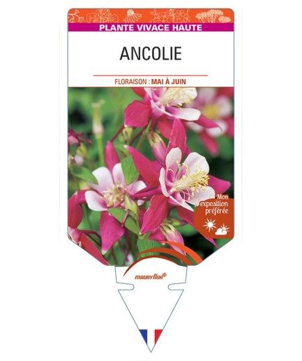 ANCOLIE (rouge/blanc) *