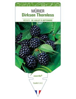 MÛRIER DIRKSEN THORNLESS