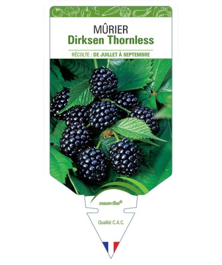 MÛRIER DIRKSEN THORNLESS