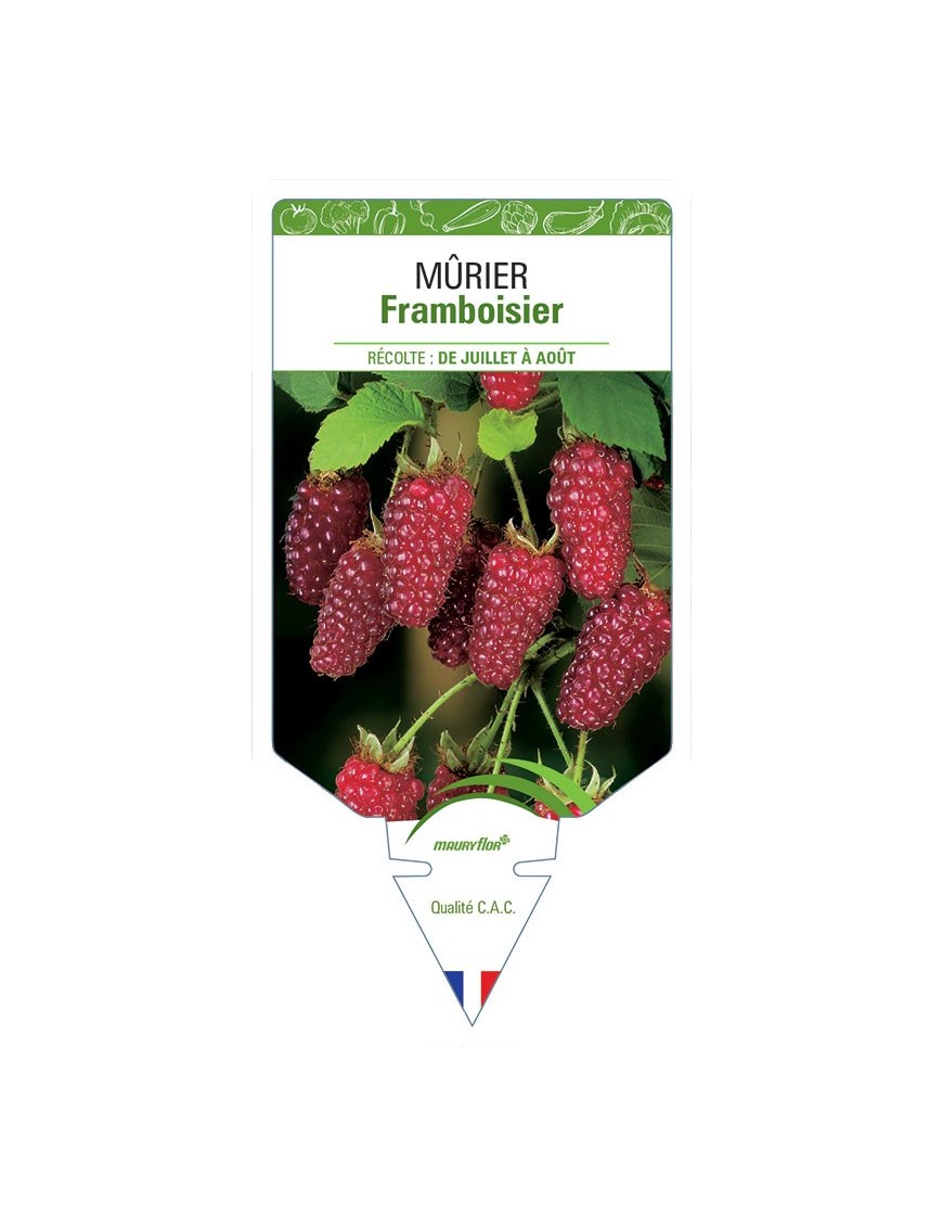 MÛRIER FRAMBOISIER
