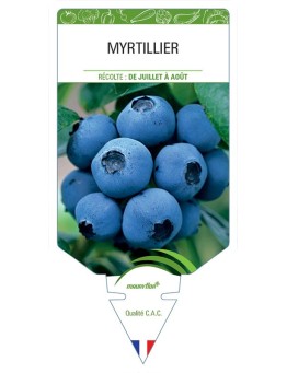 MYRTILLIER