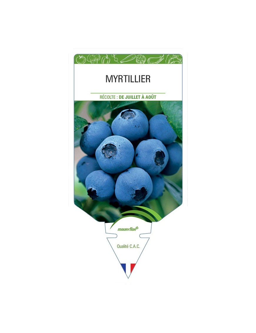 MYRTILLIER
