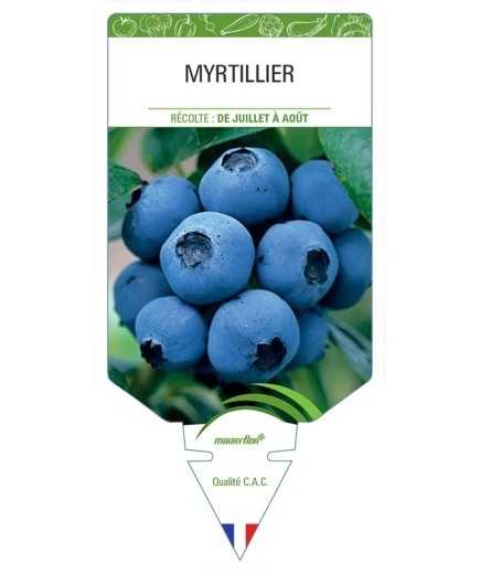 MYRTILLIER