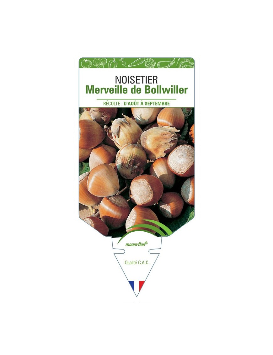 NOISETIER MERVEILLE DE BOLLWILLER