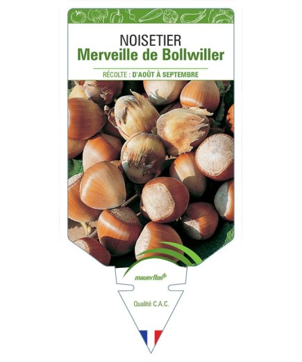 NOISETIER MERVEILLE DE BOLLWILLER