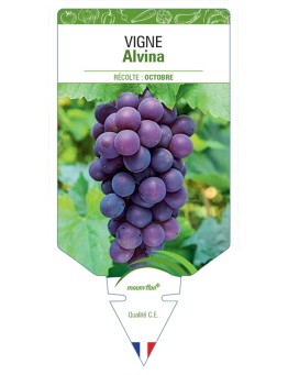 VIGNE ALVINA