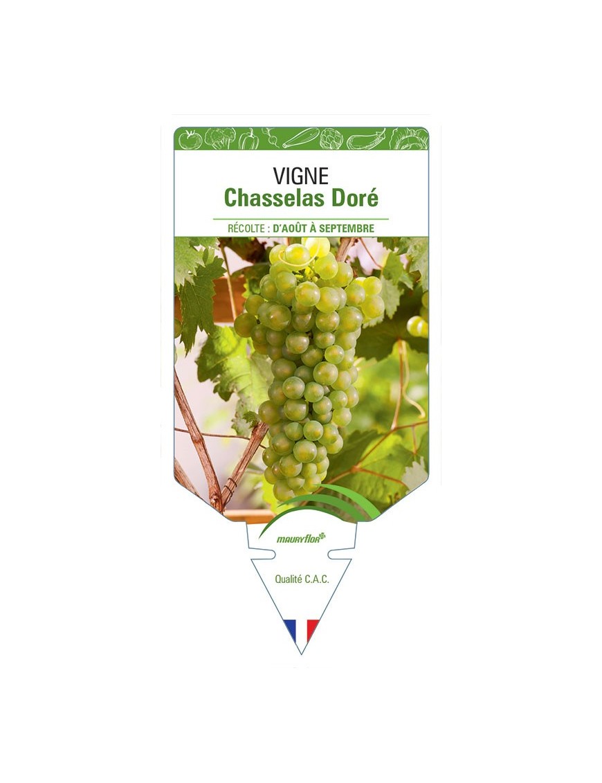 VIGNE CHASSELAS DORÉ