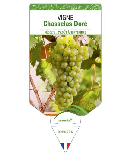 VIGNE CHASSELAS DORÉ