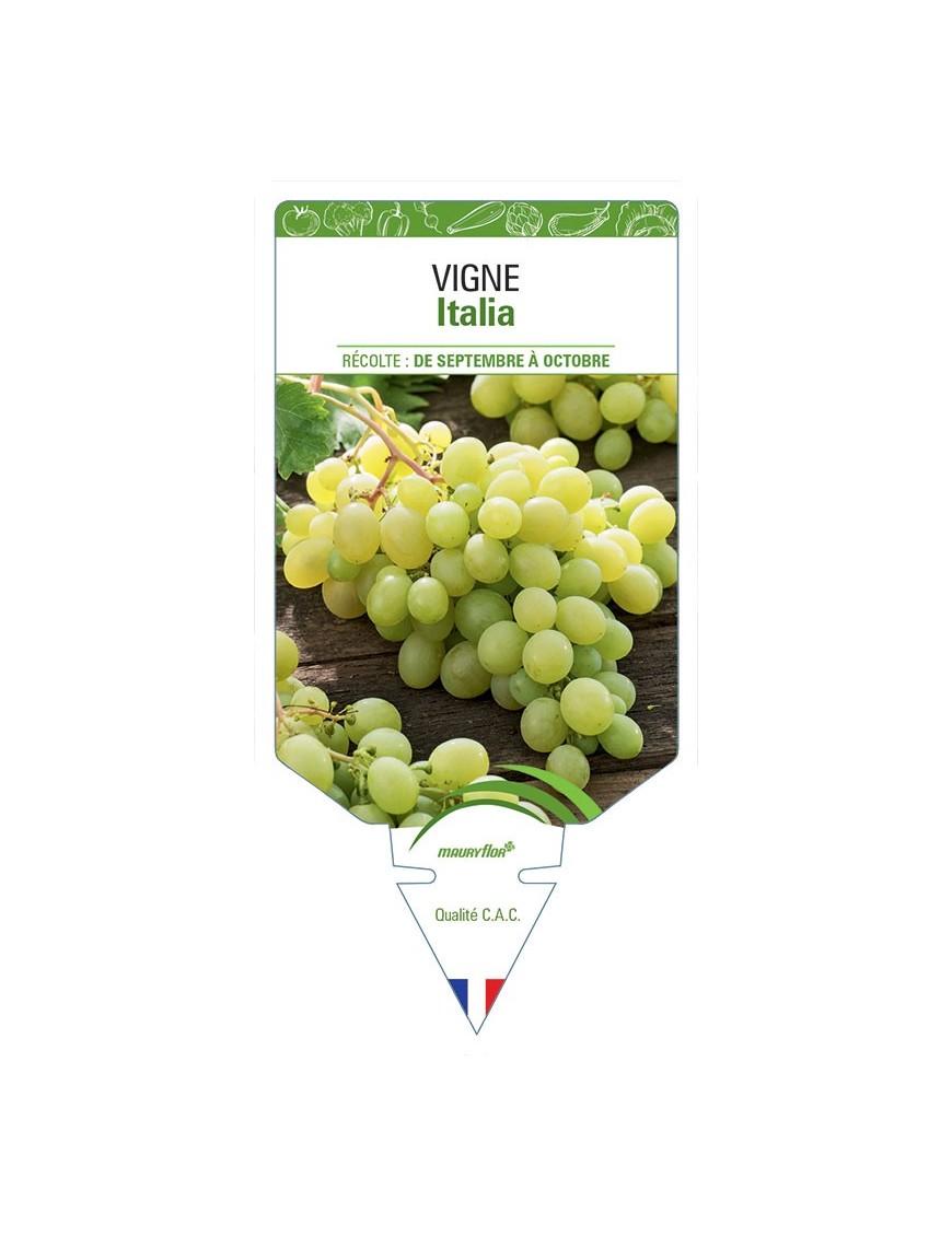 VIGNE ITALIA