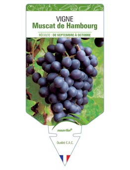VIGNE MUSCAT DE HAMBOURG