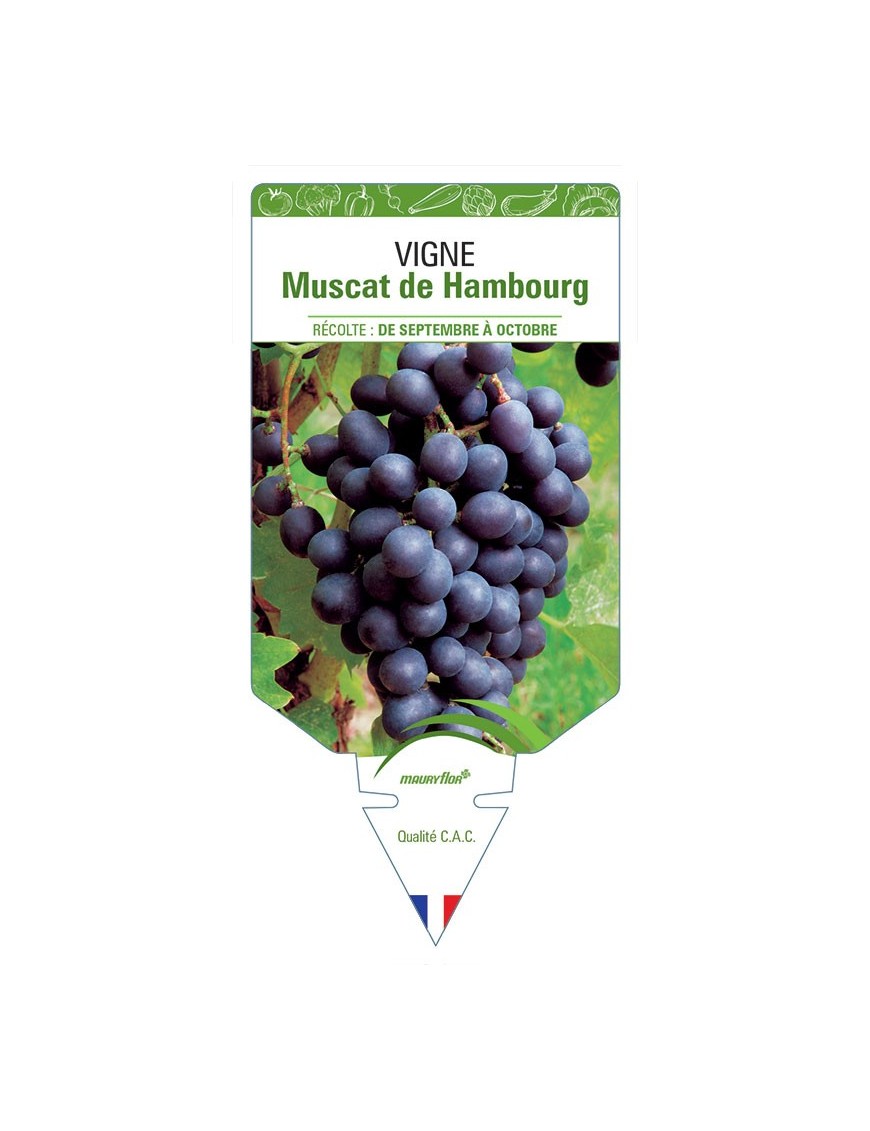 VIGNE MUSCAT DE HAMBOURG