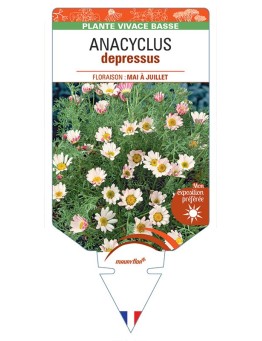 ANACYCLUS depressus *