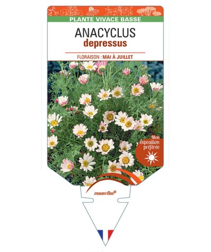 ANACYCLUS depressus *