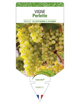 VIGNE PERLETTE