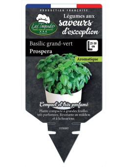 BASILIC GRAND-VERT PROSPERA