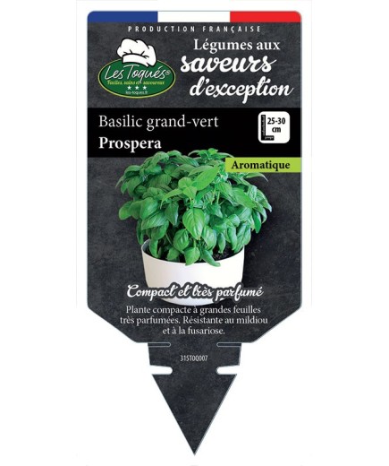BASILIC GRAND-VERT PROSPERA
