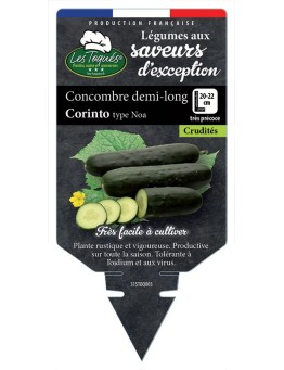 CONCOMBRE DEMI-LONG CORINTO TYPE NOA