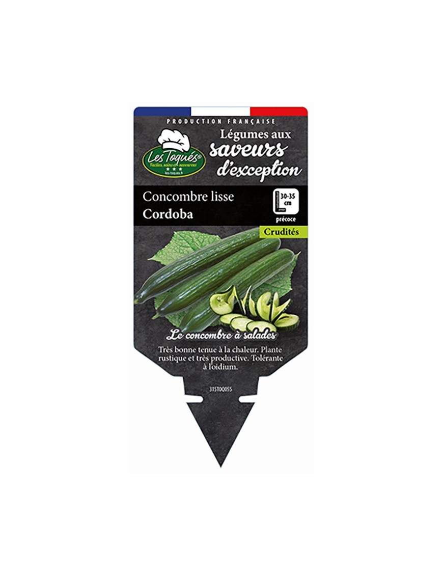 CONCOMBRE LISSE CORDOBA