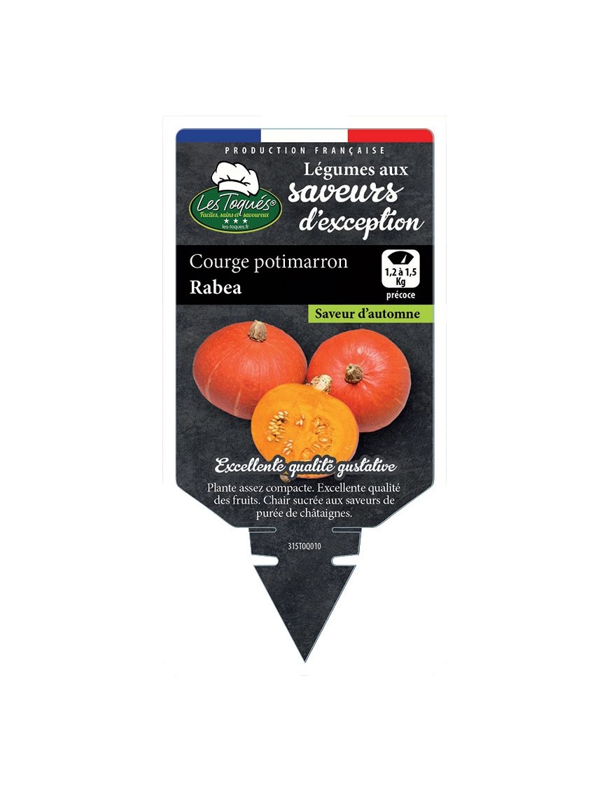 COURGE POTIMARRON RABEA