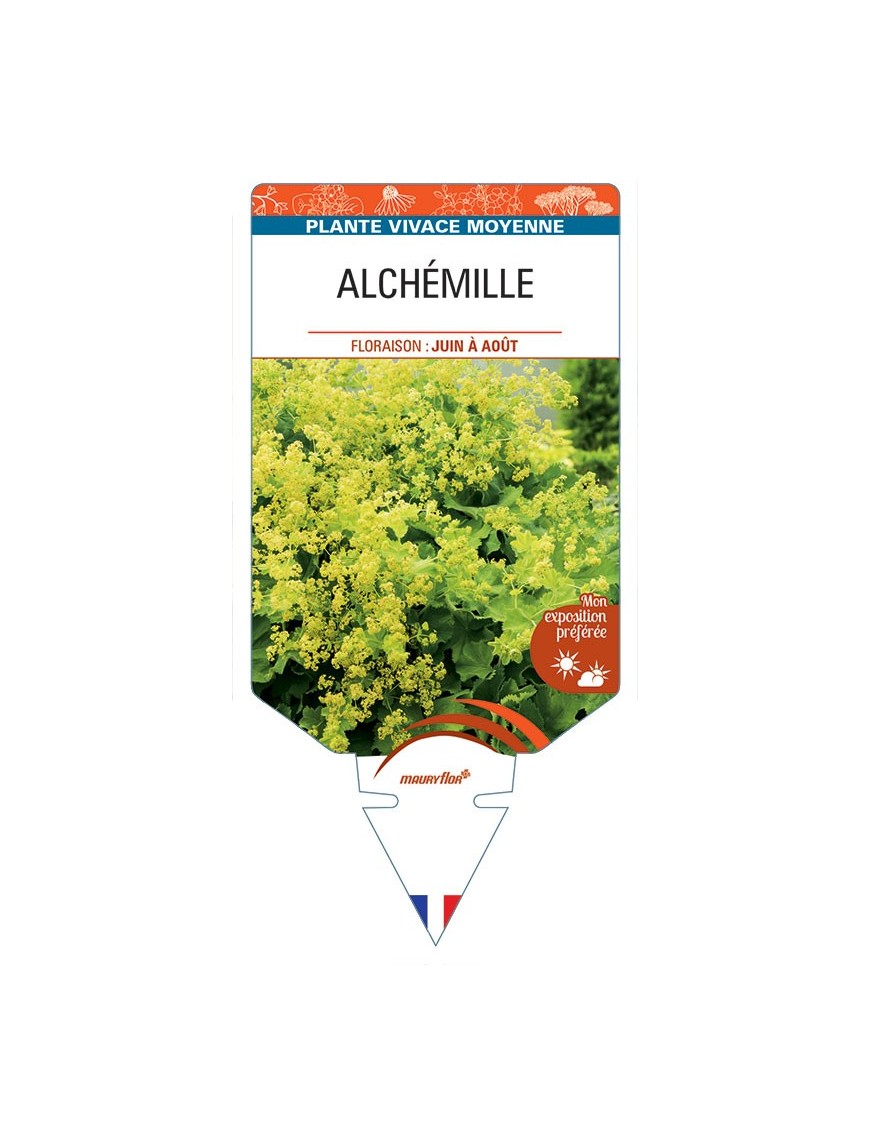 ALCHEMILLE (mollis jaune) *