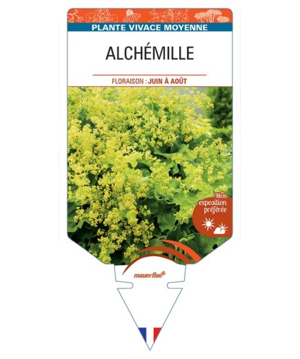 ALCHEMILLE (mollis jaune) *