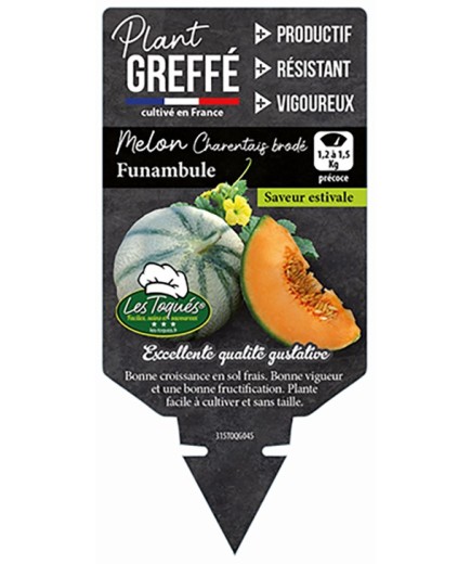 MELON CHARENTAIS BRODÉ FUNAMBULE PLANT GREFFÉ