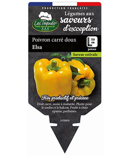 POIVRON CARRÉ DOUX ELSA