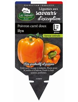 POIVRON CARRÉ DOUX ILYN