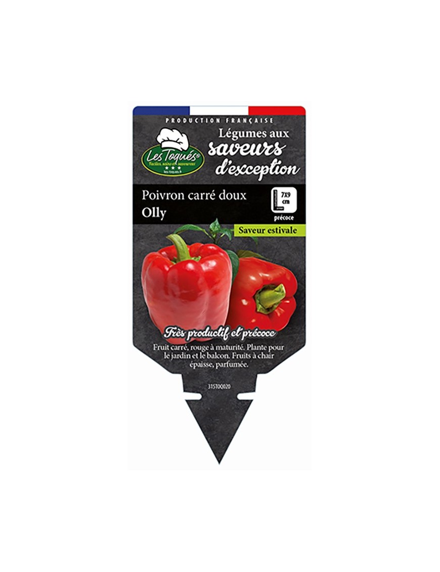 POIVRON CARRÉ DOUX OLLY
