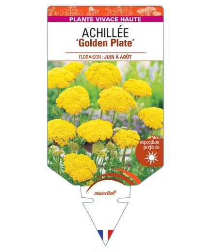 ACHILLEA (millefolium) 'Golden Plate' *