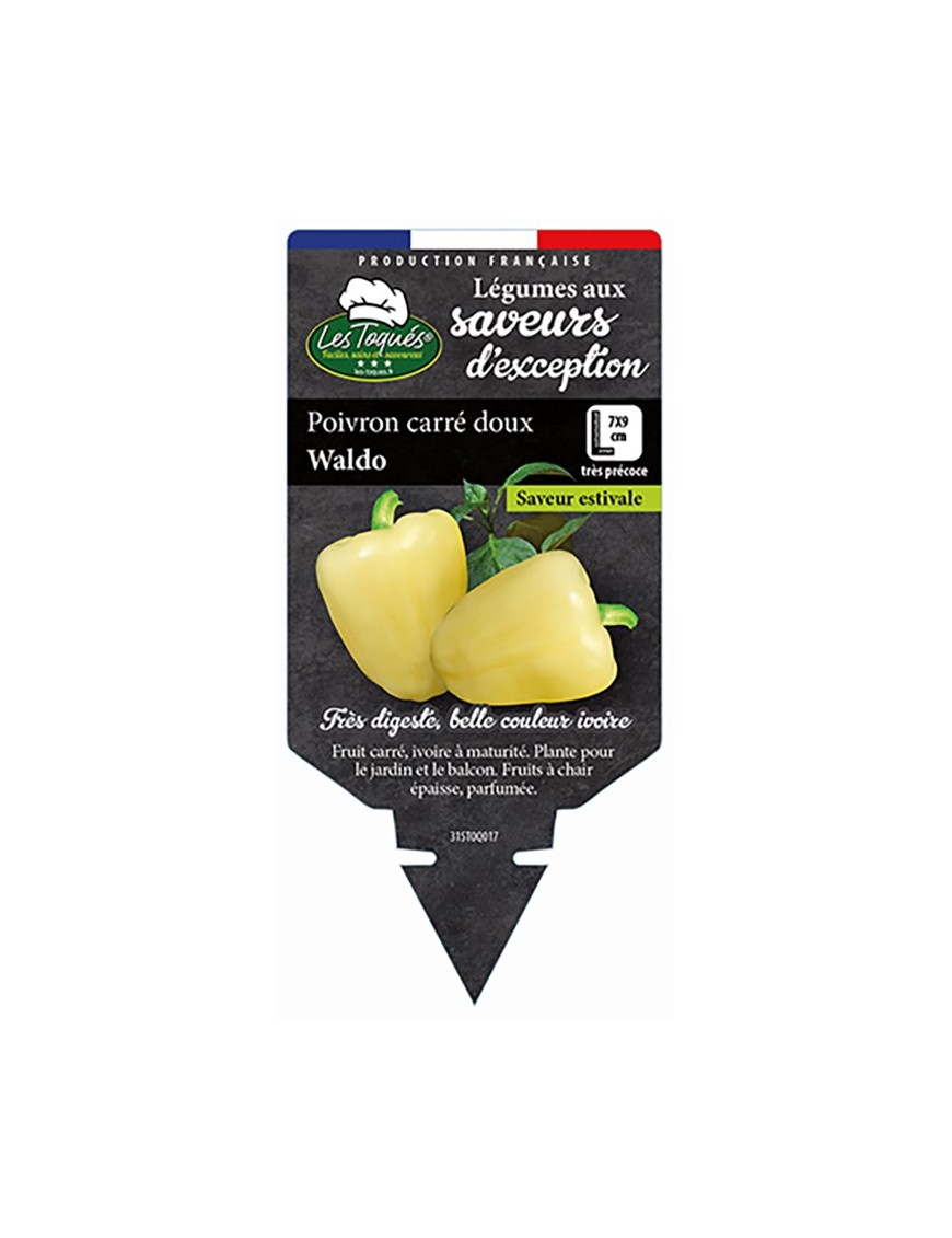 POIVRON CARRÉ DOUX WALDO