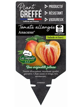 TOMATE ALLONGÉE ANACOEUR® PLANT GREFFÉ