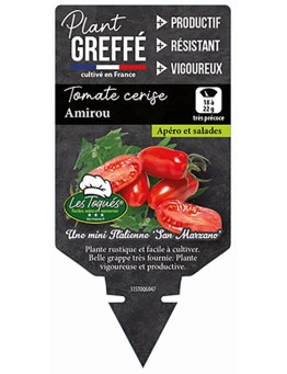 TOMATE CERISE AMIROU  PLANT GREFFÉ