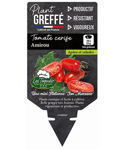 TOMATE CERISE AMIROU  PLANT GREFFÉ