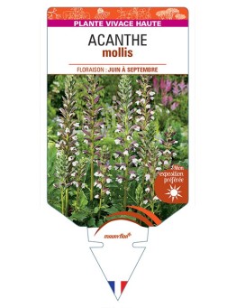 ACANTHE MOLLIS *
