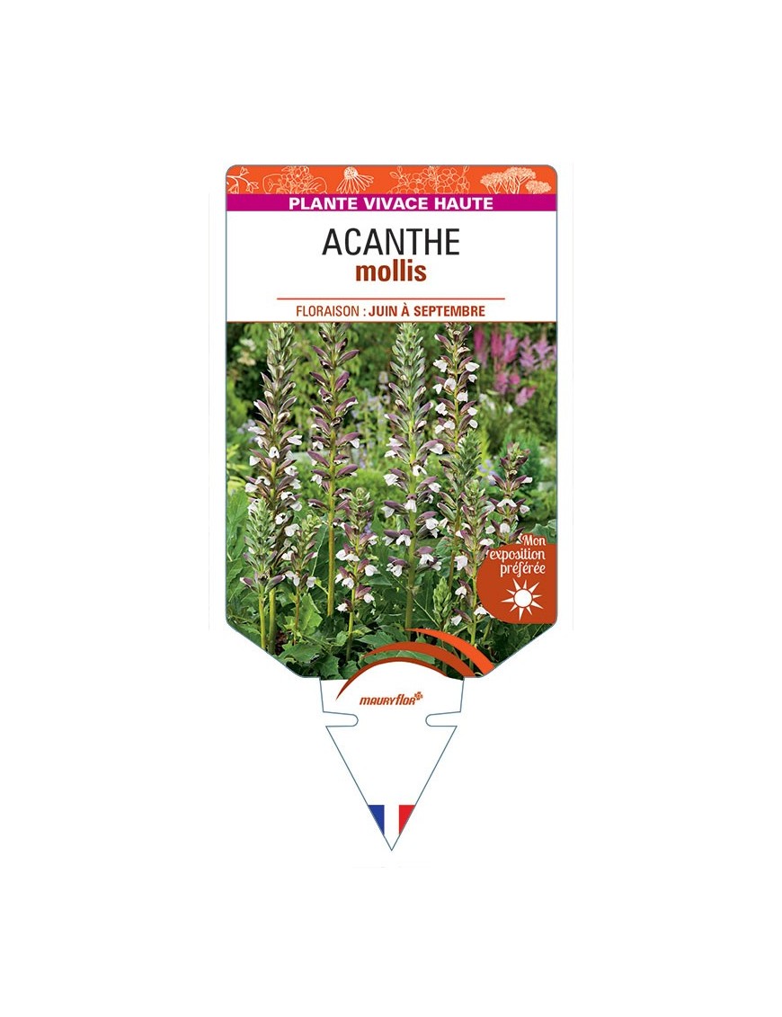 ACANTHE MOLLIS *