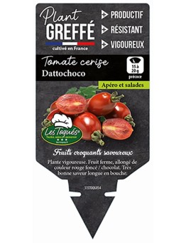 TOMATE CERISE DATTOCHOCO  PLANT GREFFÉ